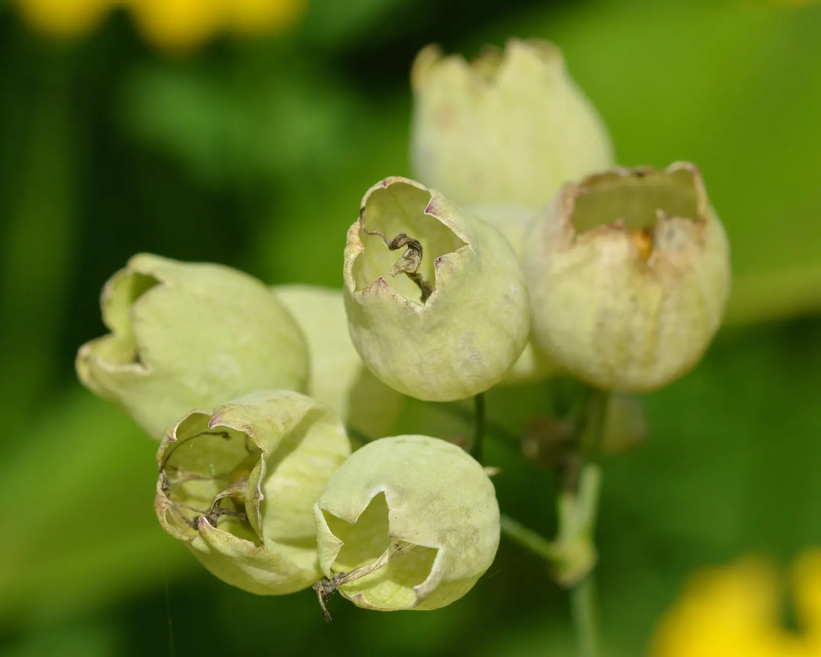 Bladder Campion (Silene Uniflora) — this plant boasts a distinctive inflated calyx; this feature coupled with its light to deep green foliage, image 105