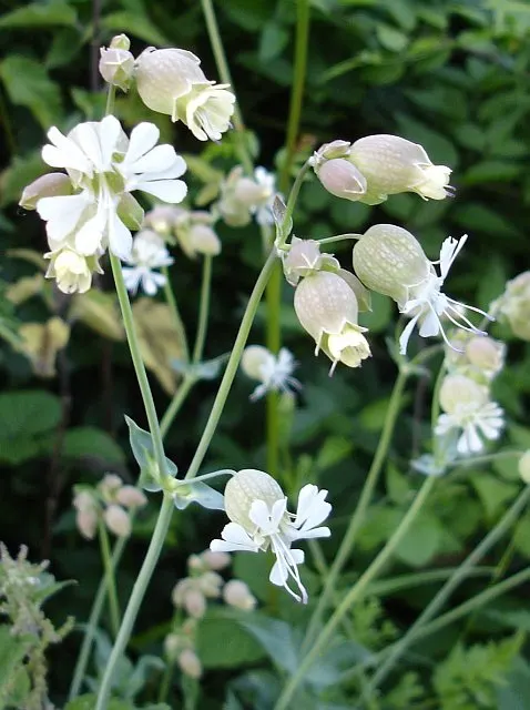 Bladder Campion (Silene Uniflora) — This species prefers well-drained soil; the Bladder Campion is ideal for borders or as a ground cover