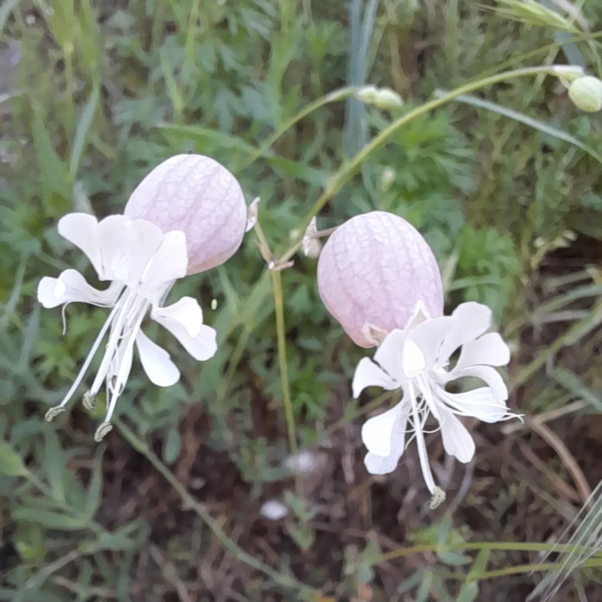 Bladder Campion (Silene Uniflora) — hence the name "Bladder" Campion; it bears white, balloon-like flowers atop 6-12 inch stems with narrow, image 179