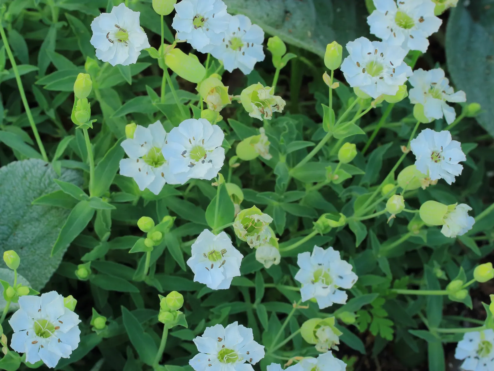 Bladder Campion (Silene Uniflora) — is a charming and robust perennial that adds resilience and grace to a landscape design; white flowers in the, image 79