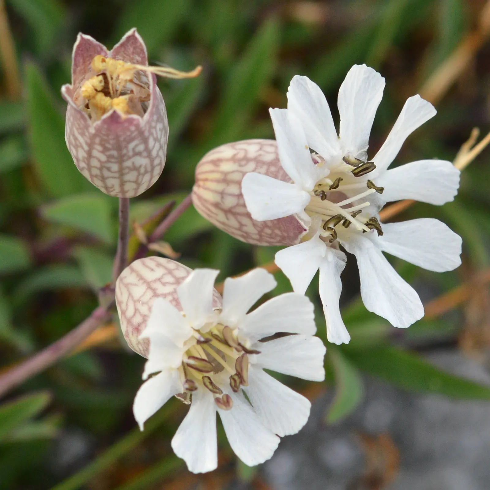 Bladder Campion (Silene Uniflora) — Blooming from late spring to midsummer; silene uniflora, or Bladder Campion, is a resilient perennial, thriving, image 76