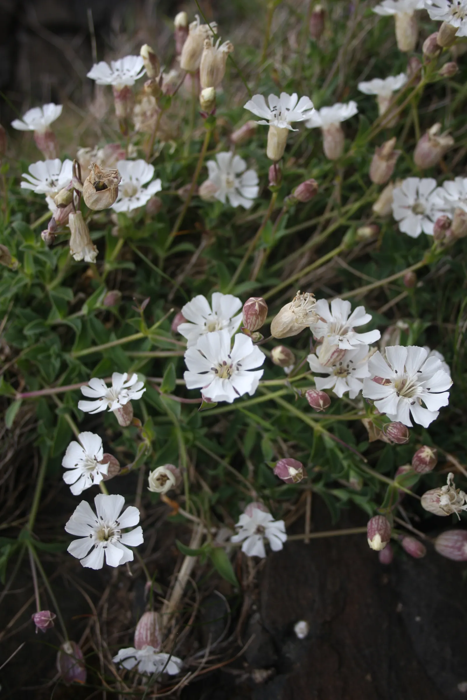 Bladder Campion (Silene Uniflora) — perennial for half or shade; offering long-lasting and understated elegance to gardens with its breezy, image 120