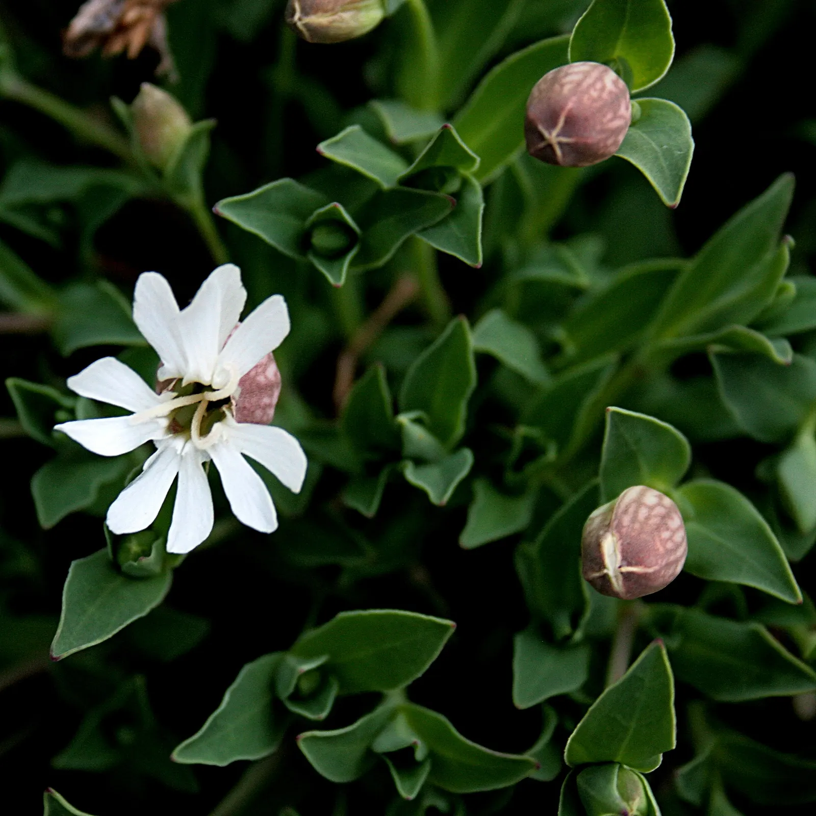 Bladder Campion (Silene Uniflora) — demonstrating adaptability to various garden aspects