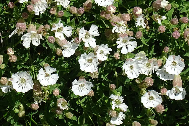 Bladder Campion (Silene Uniflora) — perennial for half or shade; offering long-lasting and understated elegance to gardens with its breezy, image 96