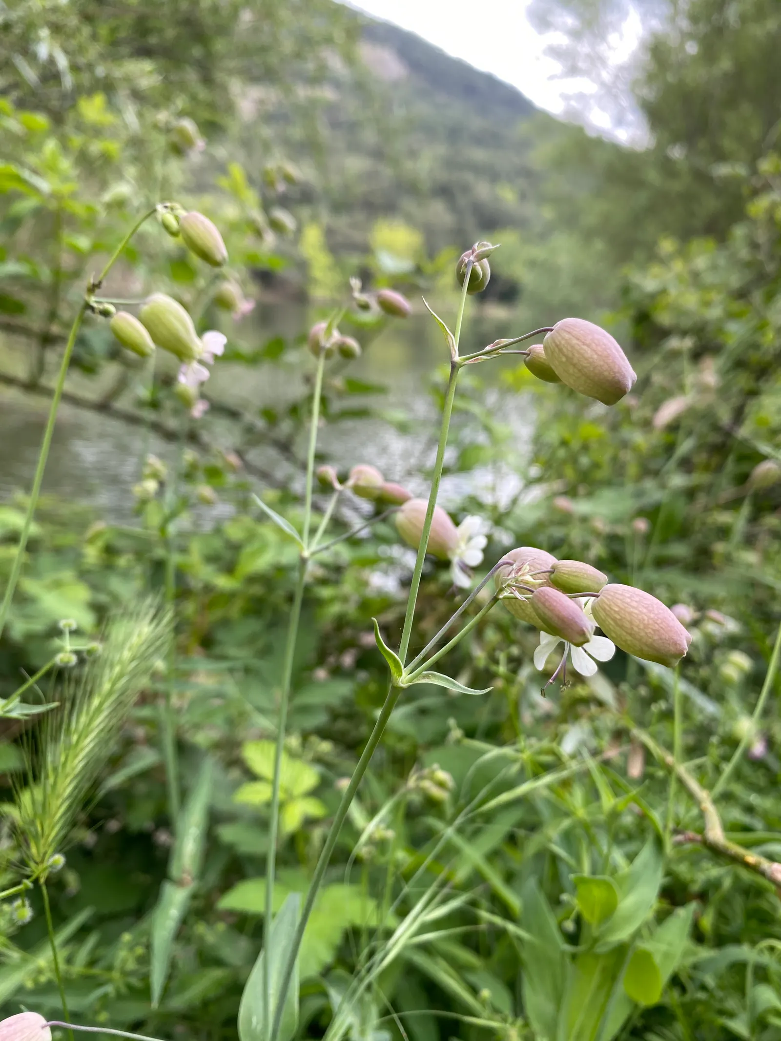 Bladder Campion (Silene Uniflora) — airy look and attracting beneficial pollinators; demonstrating adaptability to various garden aspects, image 54