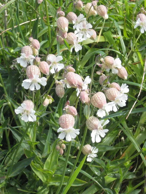 Bladder Campion (Silene Uniflora) — Silene uniflora, or Bladder Campion, is a resilient perennial, thriving in USDA zones 4-8; blooming from late, image 121