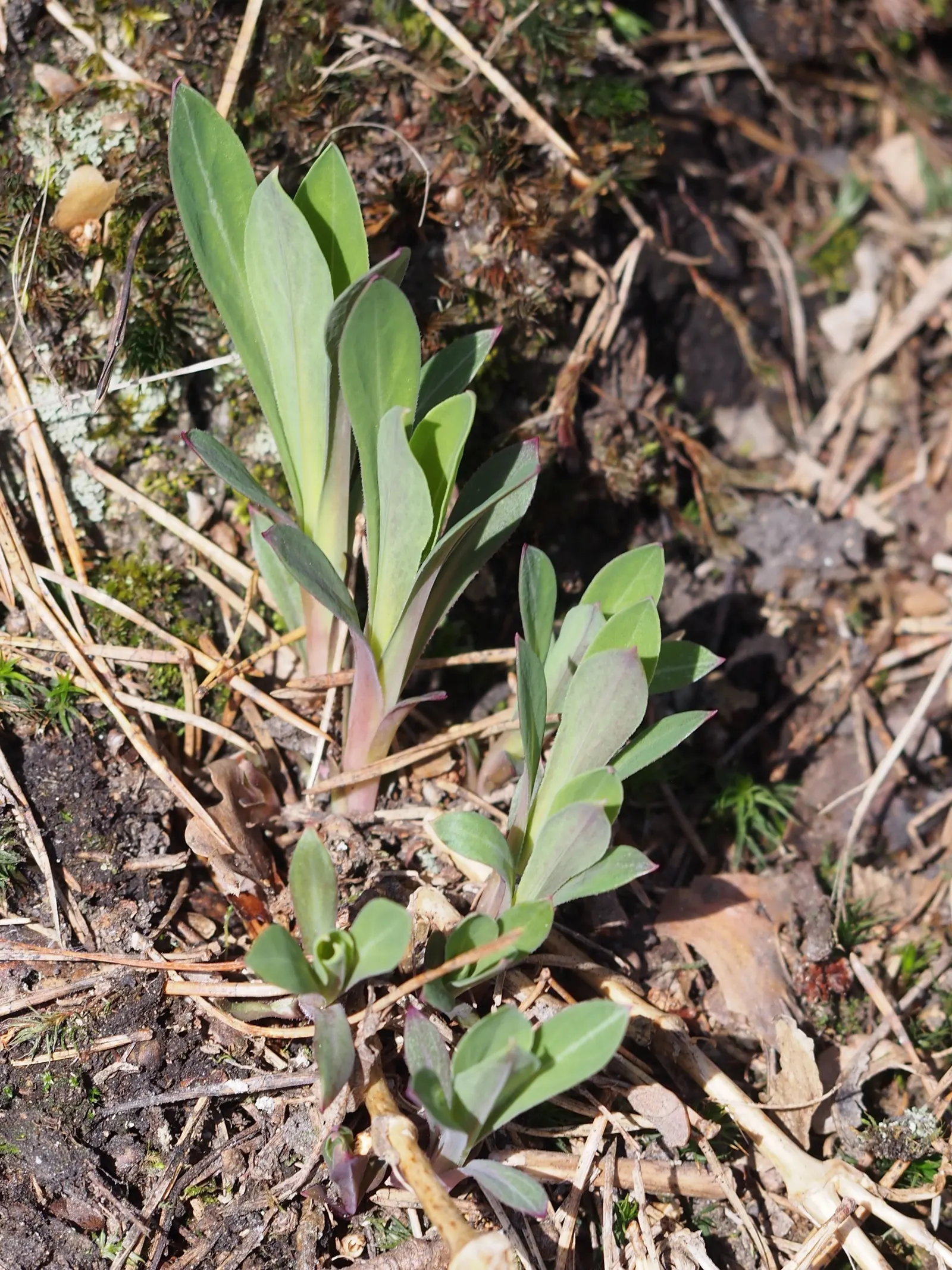 Bladder Campion (Silene Uniflora) — Silene uniflora, or Bladder Campion, is a resilient perennial, thriving in USDA zones 4-8; blooming from late, image 145