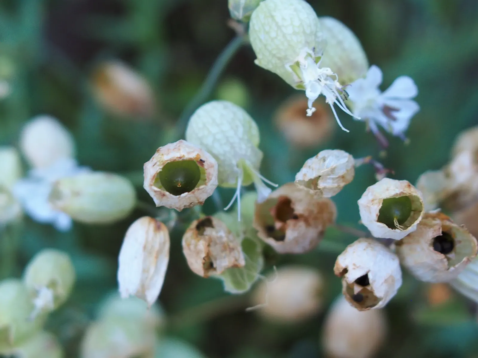 Bladder Campion (Silene Uniflora) — which typically measure around 1 inch across; it's ideal for rock gardens