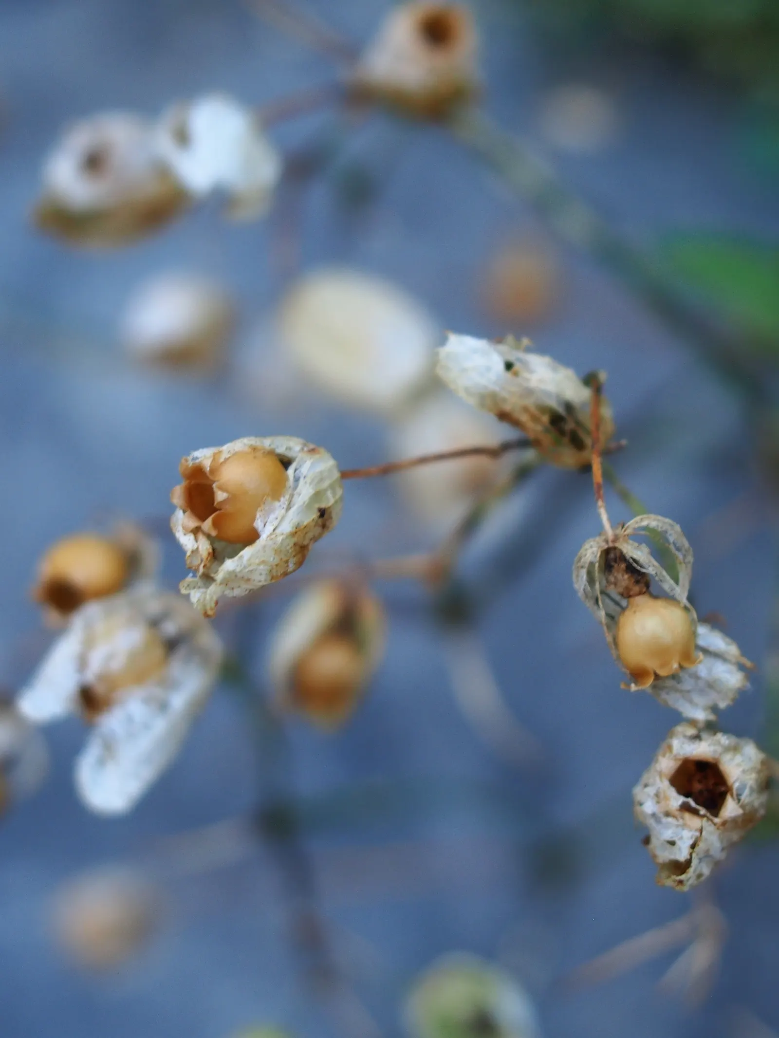 Bladder Campion (Silene Uniflora) — demonstrating adaptability to various garden aspects; airy look and attracting beneficial pollinators, image 159