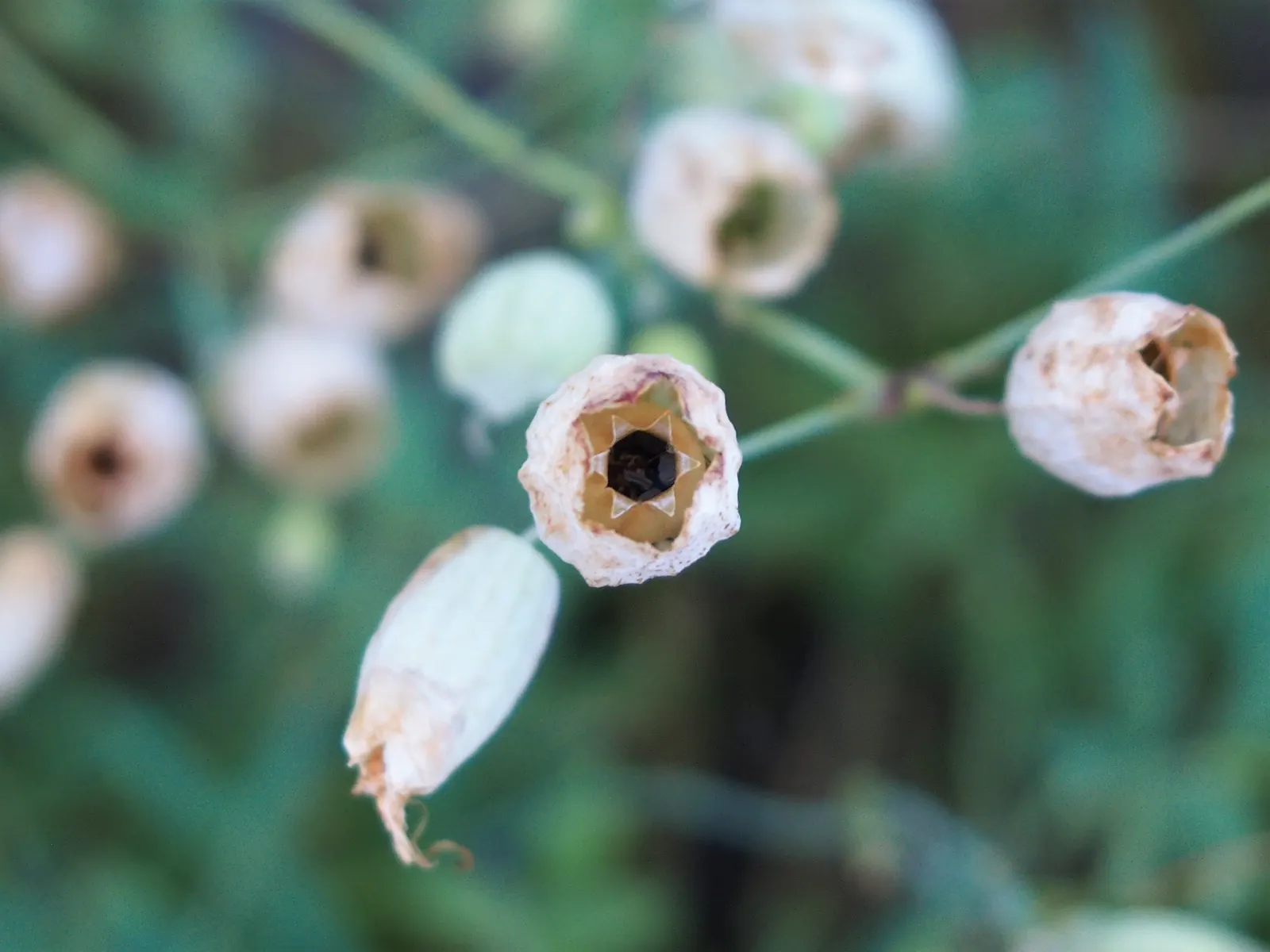 Bladder Campion (Silene Uniflora) — airy look and attracting beneficial pollinators; demonstrating adaptability to various garden aspects, image 78