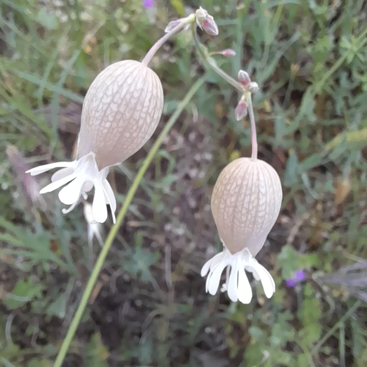 Bladder Campion (Silene Uniflora) — which typically measure around 1 inch across; it's ideal for rock gardens, image 128