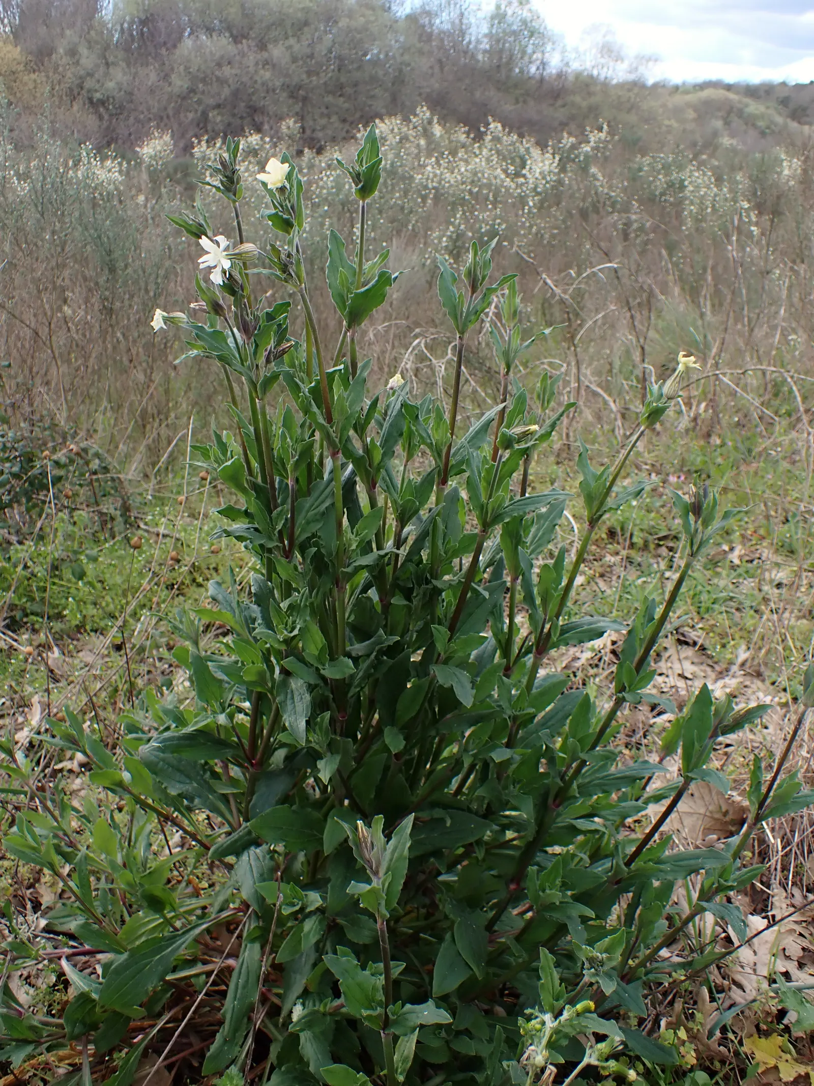 Bladder Campion (Silene Uniflora) — resembling a small balloon; ensuring that its verdant and creamy display remains unmarred.<br><br>Overall, image 130