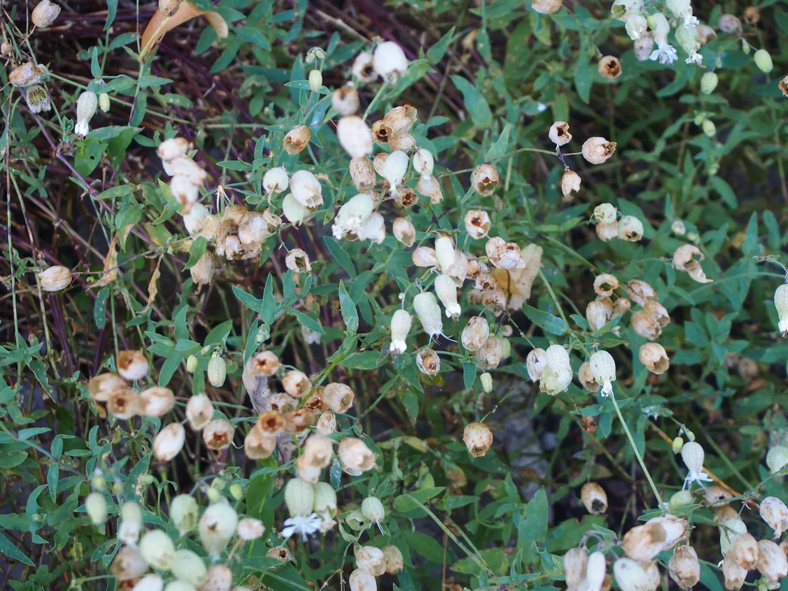 Bladder Campion (Silene Uniflora) — It bears white, balloon-like flowers atop 6-12 inch stems with narrow, blue-green leaves; hence the name, image 170