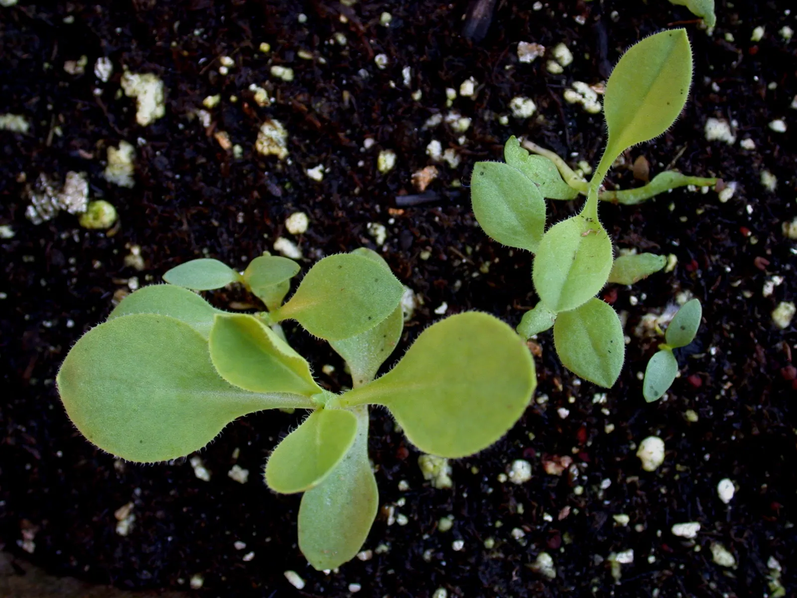 Bladder Campion (Silene Uniflora) — perennial with white blooms; it\'s well-suited for zones 3 through 8 and thrives in full sun to partial shade, image 119