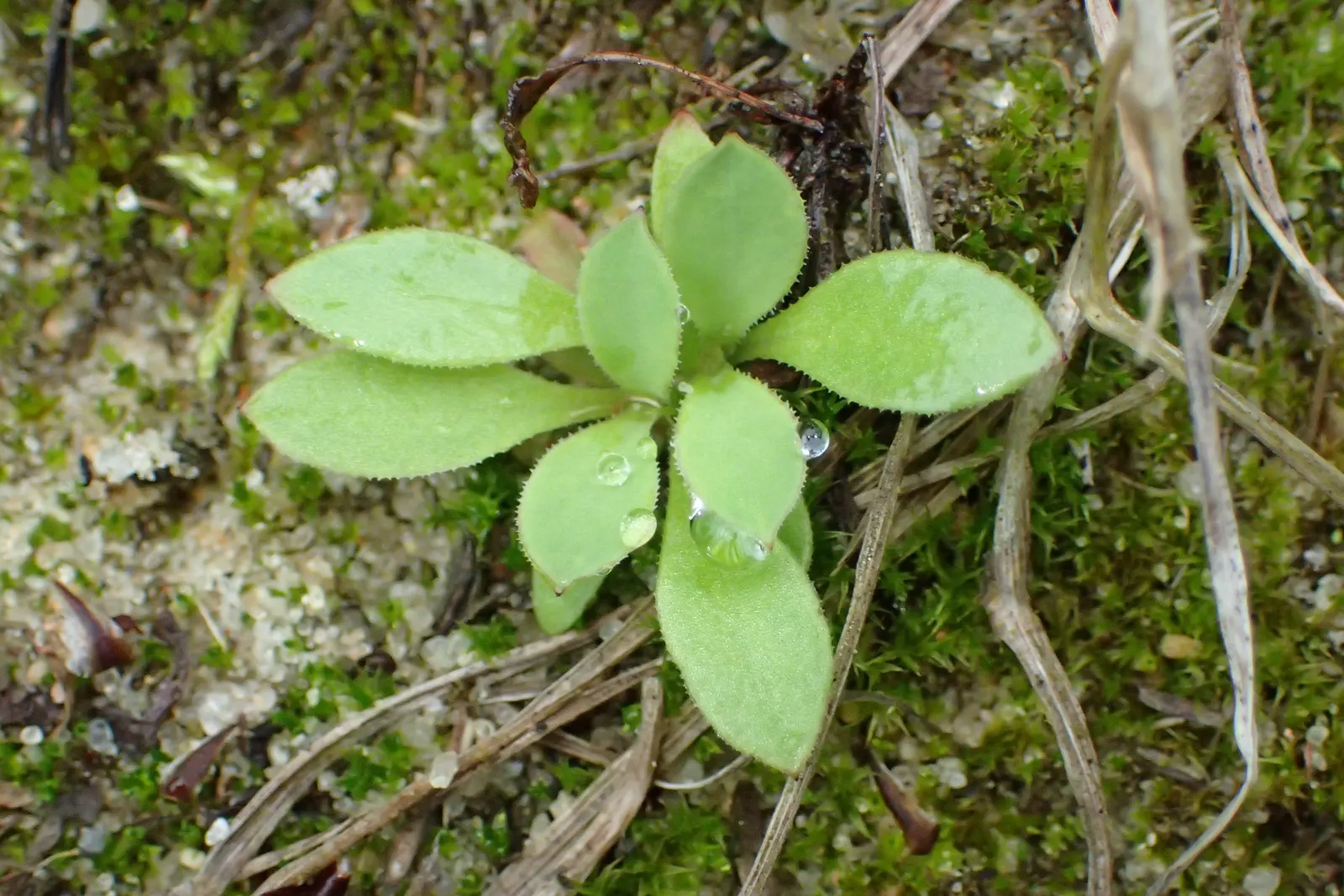 Bladder Campion (Silene Uniflora) — It bears white, balloon-like flowers atop 6-12 inch stems with narrow, blue-green leaves; hence the name, image 74