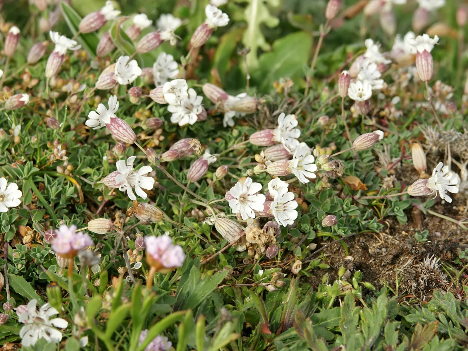 Bladder Campion (Silene Uniflora) — perennial with white blooms; it\'s well-suited for zones 3 through 8 and thrives in full sun to partial shade, image 95