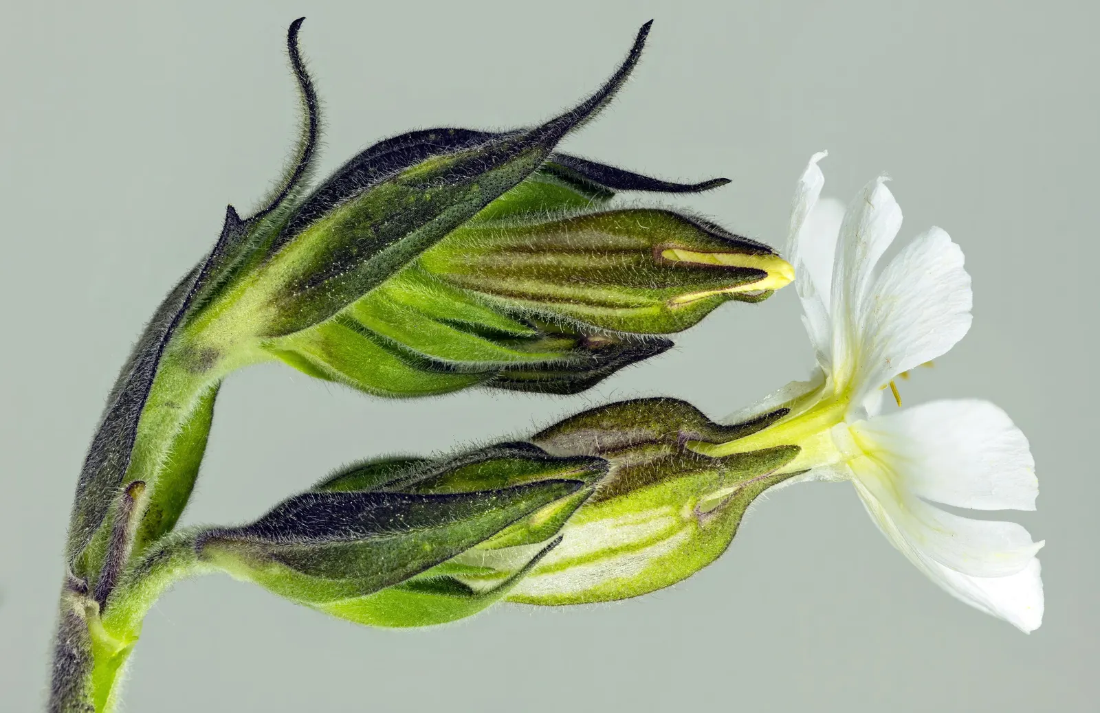 Bladder Campion (Silene Uniflora) — demonstrating adaptability to various garden aspects; airy look and attracting beneficial pollinators, image 111