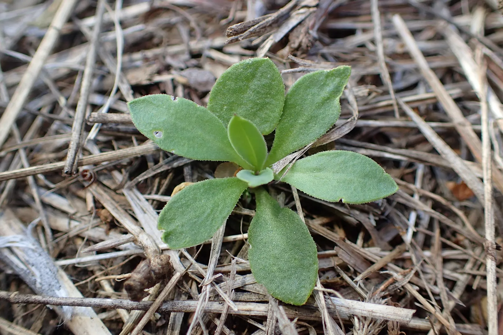 Bladder Campion (Silene Uniflora) — It\'s well-suited for zones 3 through 8 and thrives in full sun to partial shade; perennial with white blooms