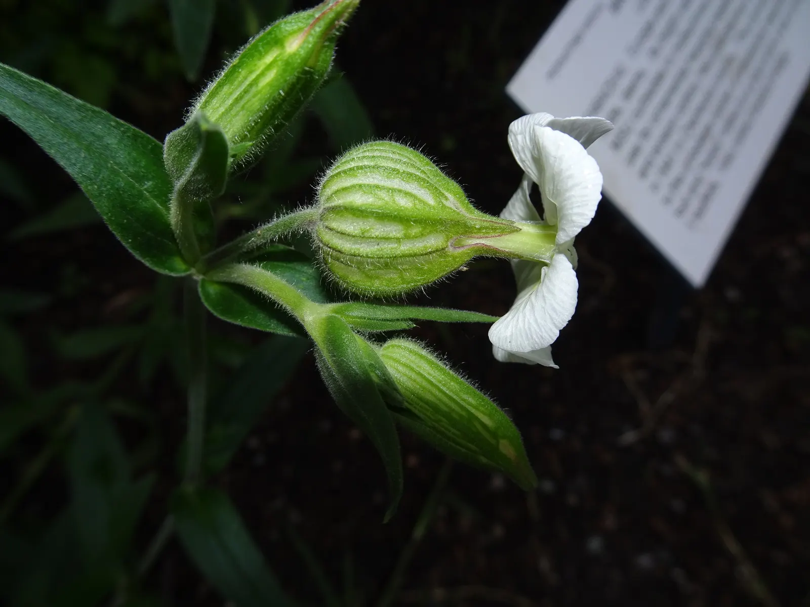Bladder Campion (Silene Uniflora) — the Bladder Campion is a versatile and graceful component of a resilient landscape; but it is remarkably, image 68