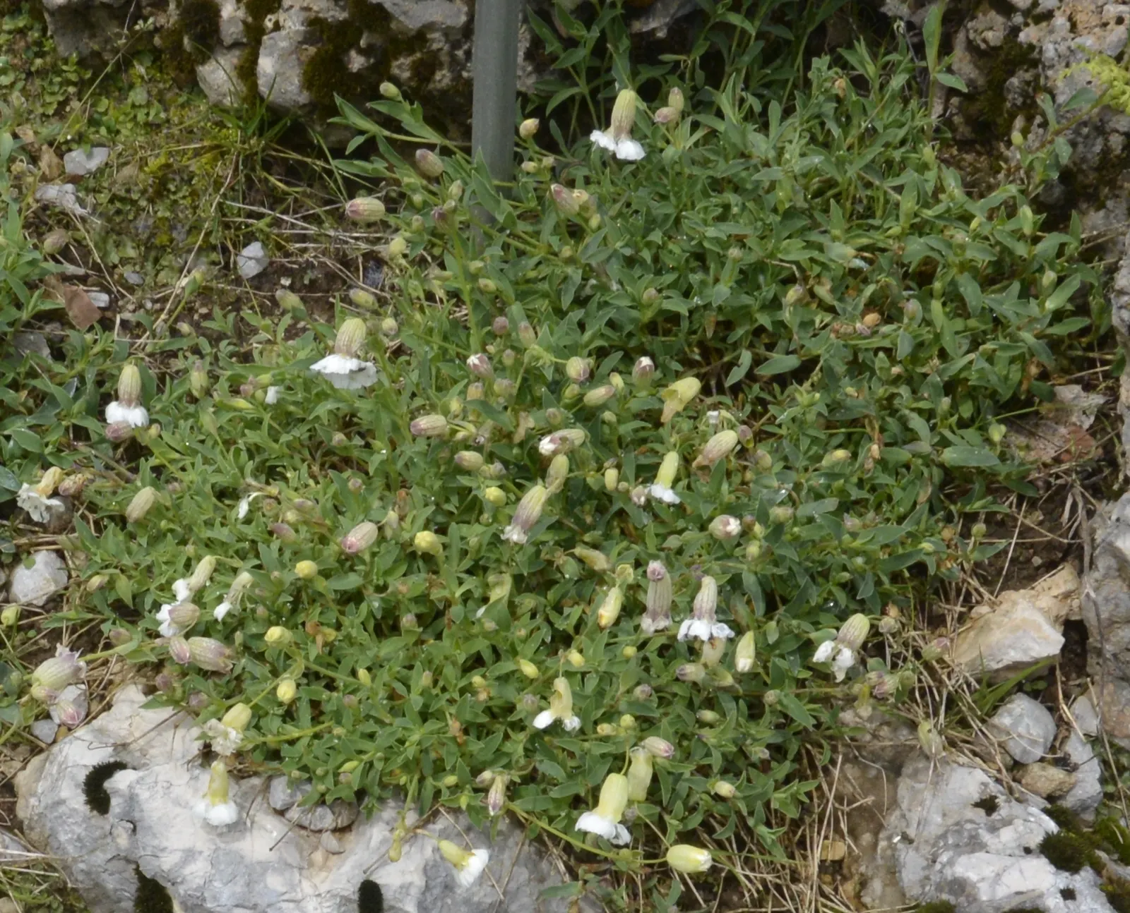 Bladder Campion (Silene Uniflora) — Silene uniflora, or Bladder Campion, is a resilient perennial, thriving in USDA zones 4-8; blooming from late, image 97