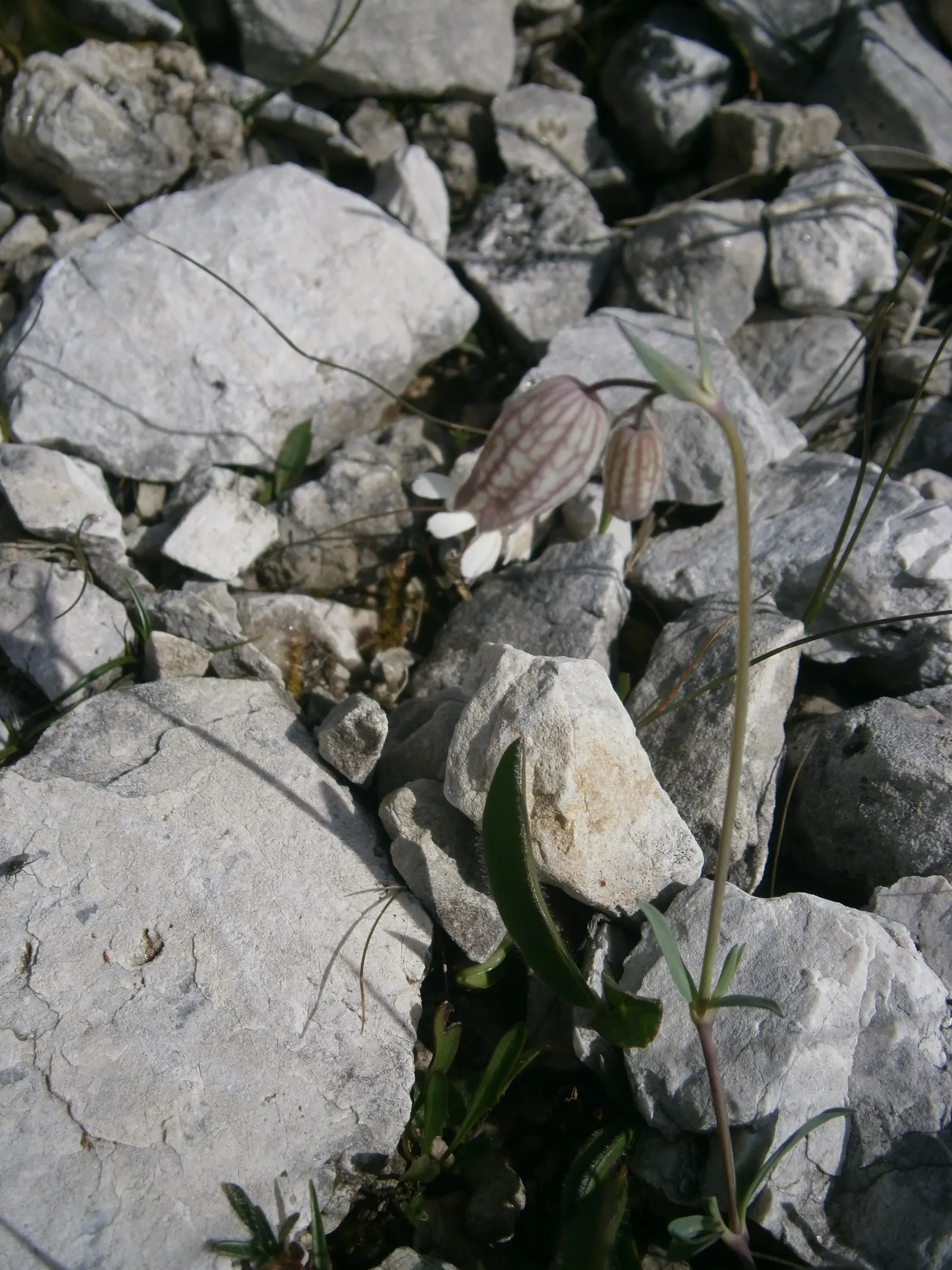 Bladder Campion (Silene Uniflora) — It\'s well-suited for zones 3 through 8 and thrives in full sun to partial shade