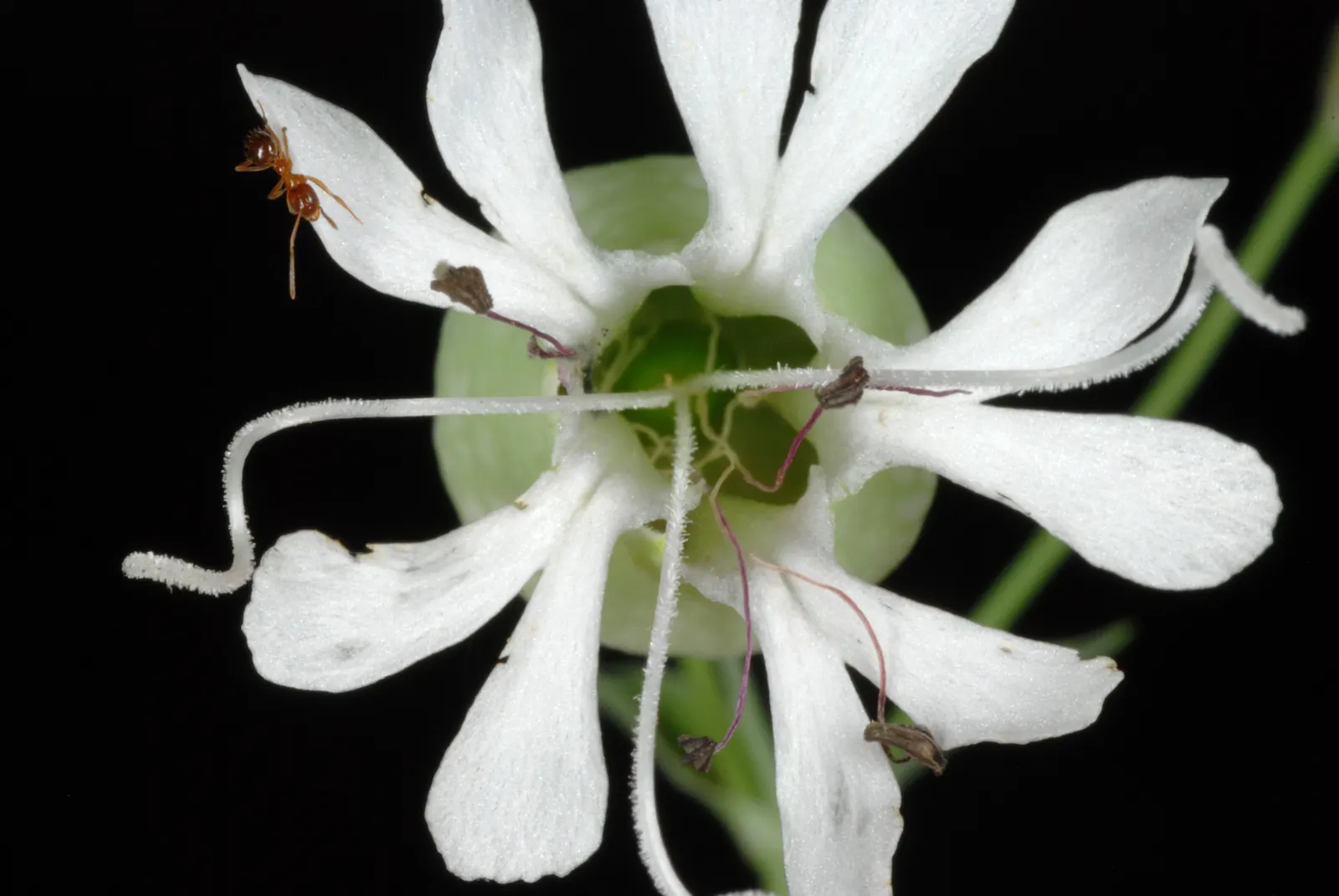 Bladder Campion (Silene Uniflora) — it's ideal for rock gardens; which typically measure around 1 inch across, image 77