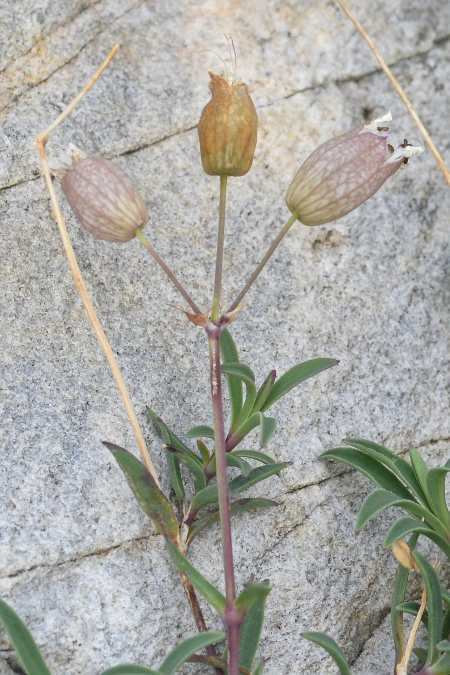 Bladder Campion (Silene Uniflora) — but it is remarkably tolerant of poor soils; the Bladder Campion is a versatile and graceful component of a, image 89