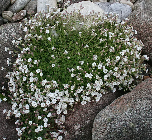 Bladder Campion (Silene Uniflora) — but it is remarkably tolerant of poor soils