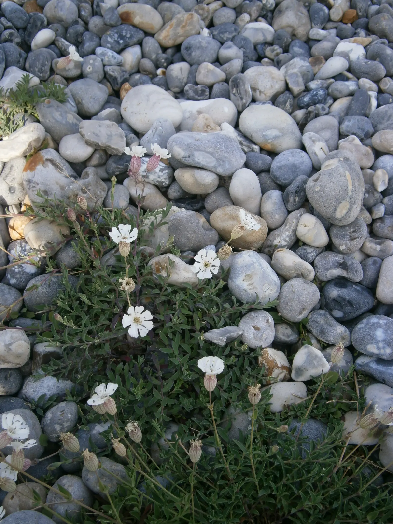 Bladder Campion (Silene Uniflora) — This feature coupled with its light to deep green foliage; this plant boasts a distinctive inflated calyx, image 60