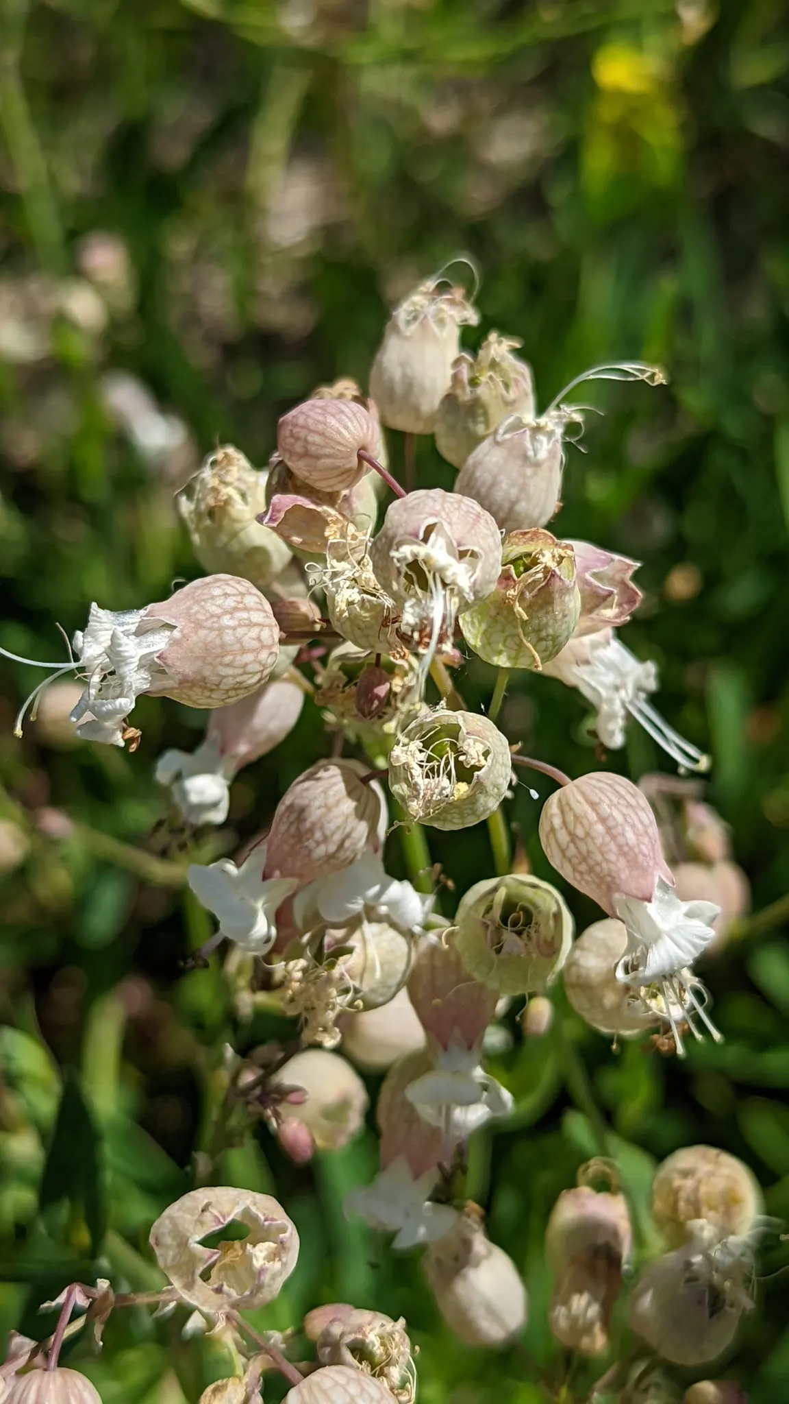 Bladder Campion (Silene Uniflora) — It\'s well-suited for zones 3 through 8 and thrives in full sun to partial shade; perennial with white blooms, image 134
