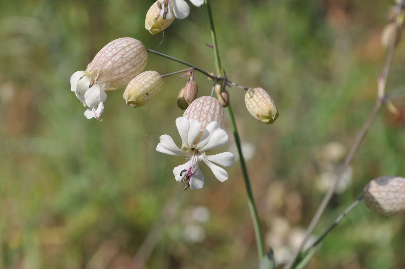 Bladder Campion (Silene Uniflora) — the Bladder Campion is ideal for borders or as a ground cover; this species prefers well-drained soil, image 181