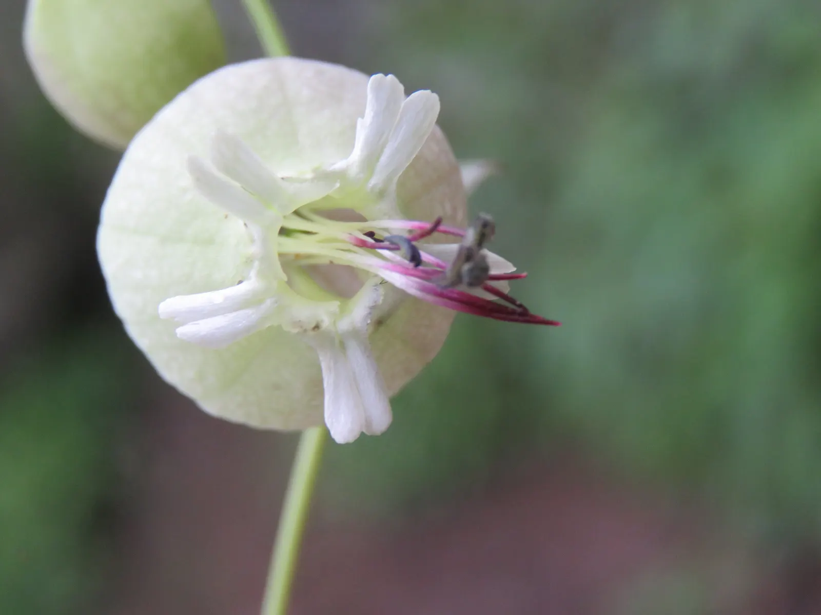 Bladder Campion (Silene Uniflora) — the Bladder Campion is ideal for borders or as a ground cover; this species prefers well-drained soil, image 109
