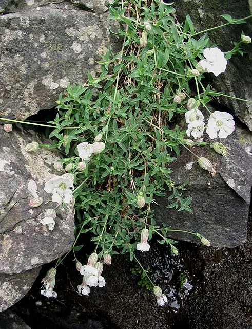 Bladder Campion (Silene Uniflora) — offering long-lasting and understated elegance to gardens with its breezy; perennial for half or shade, image 141