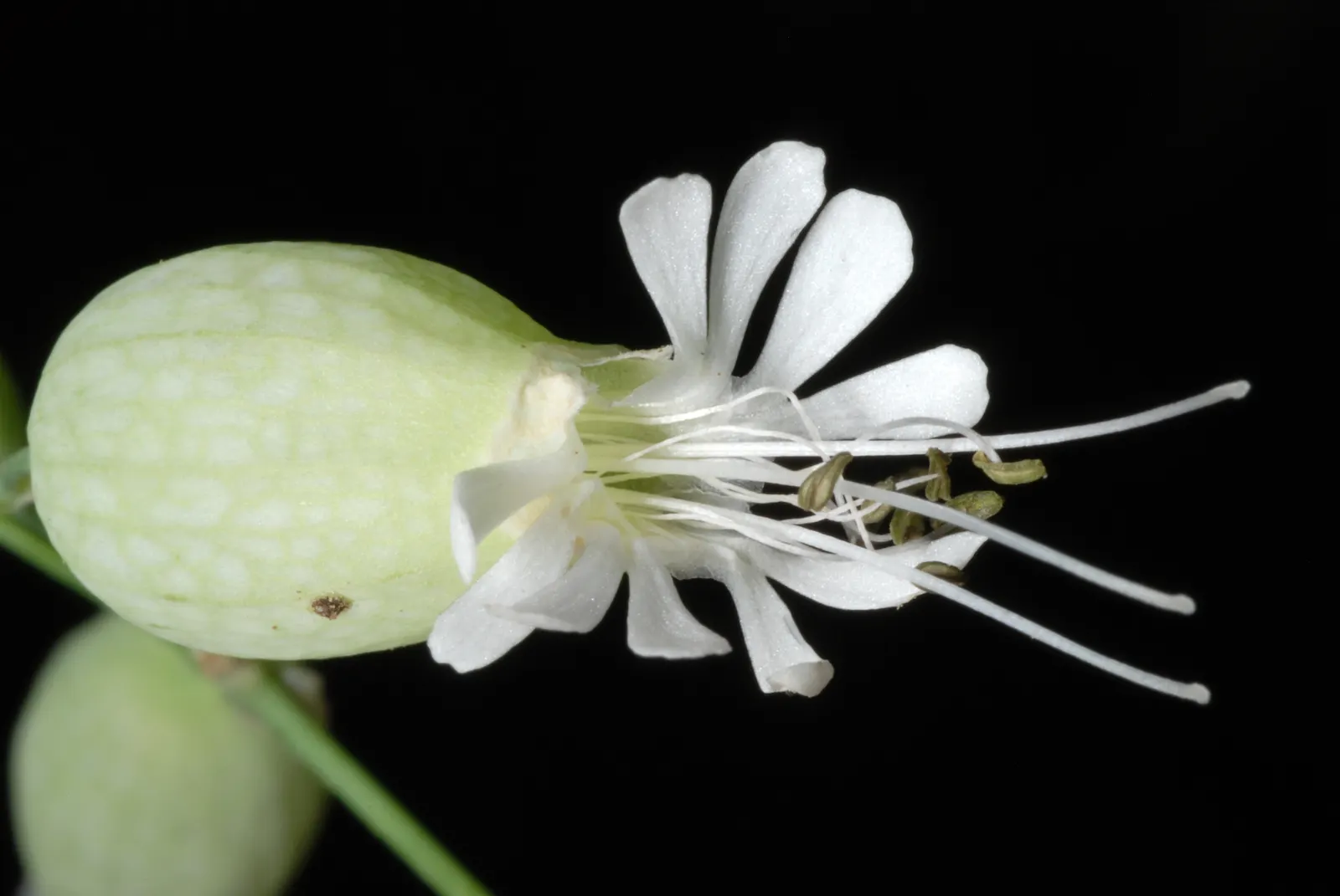Bladder Campion (Silene Uniflora) — which typically measure around 1 inch across; it's ideal for rock gardens, image 104