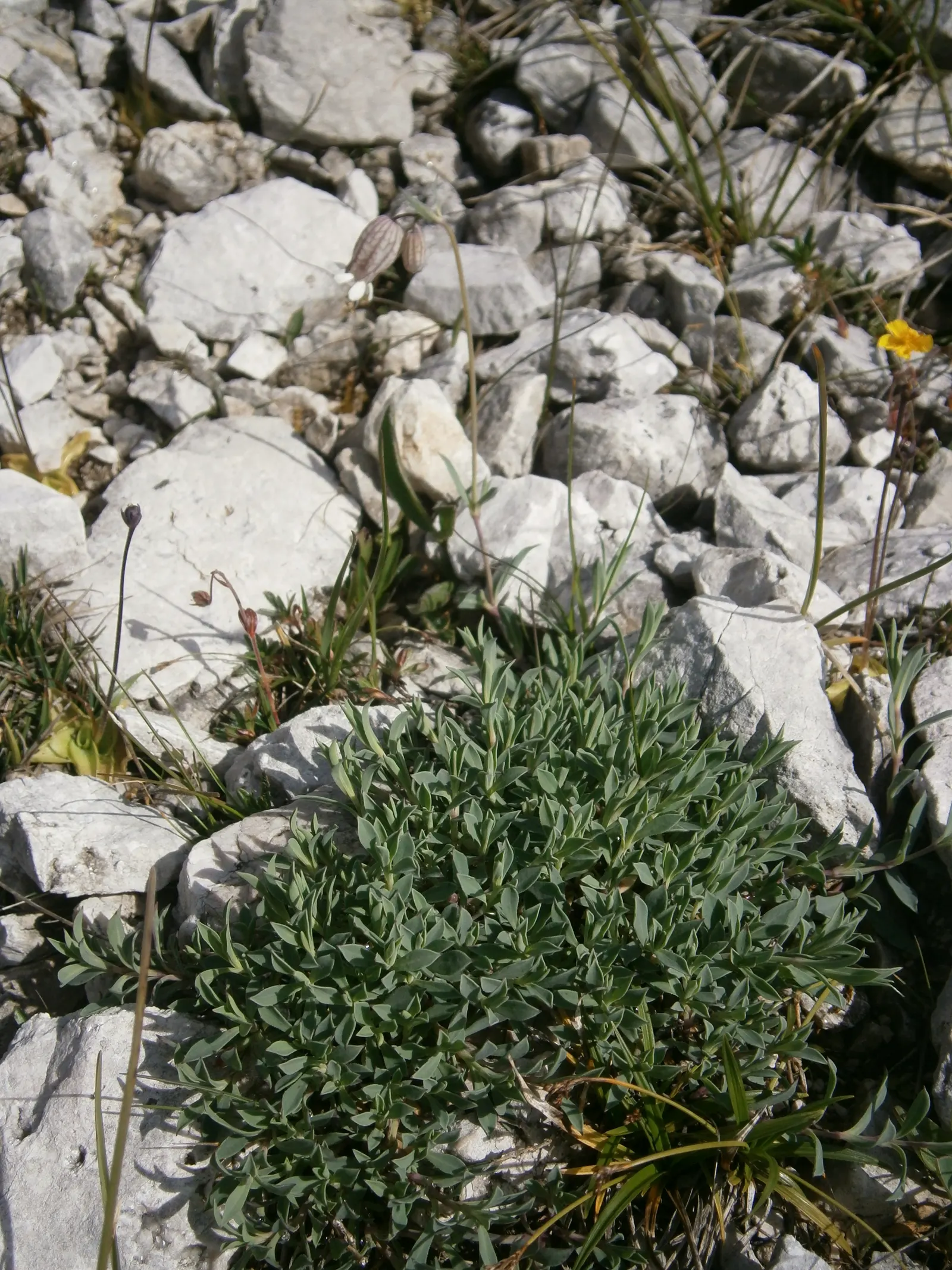 Bladder Campion (Silene Uniflora) — the Bladder Campion is a versatile and graceful component of a resilient landscape; but it is remarkably, image 140