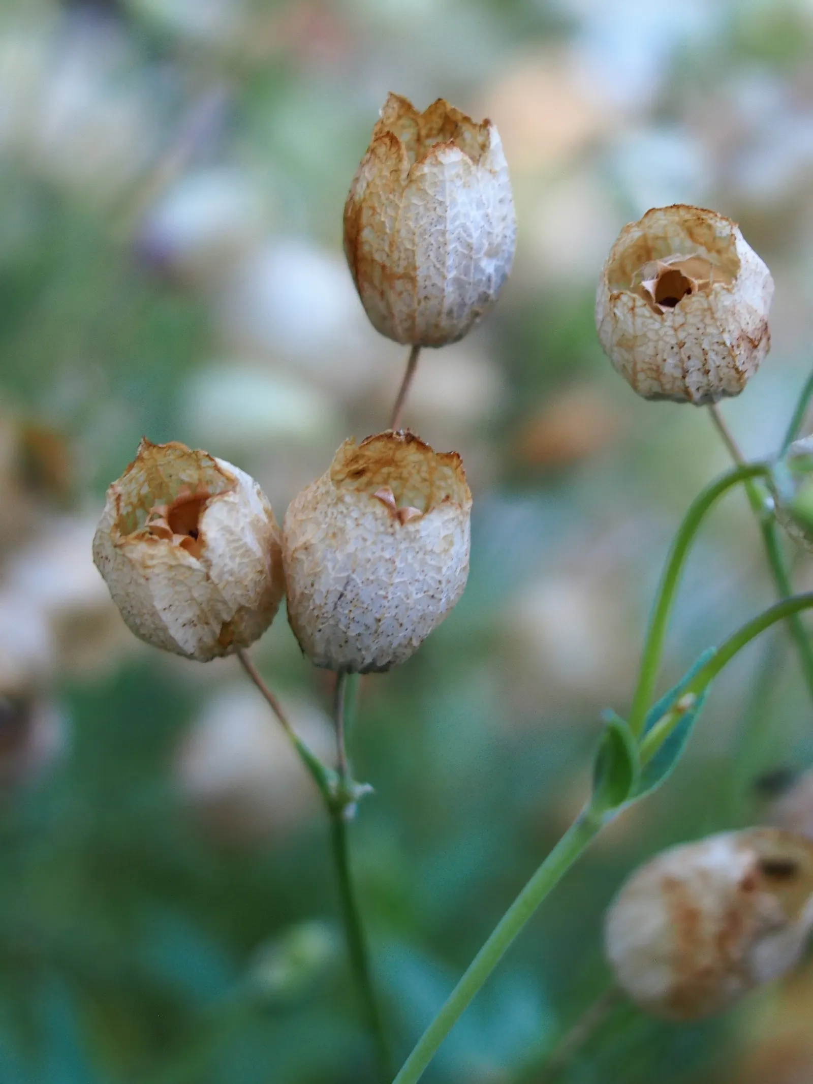 Bladder Campion (Silene Uniflora) — Silene uniflora is not commonly plagued by pests or diseases; this low-maintenance plant prefers well-draining soil and