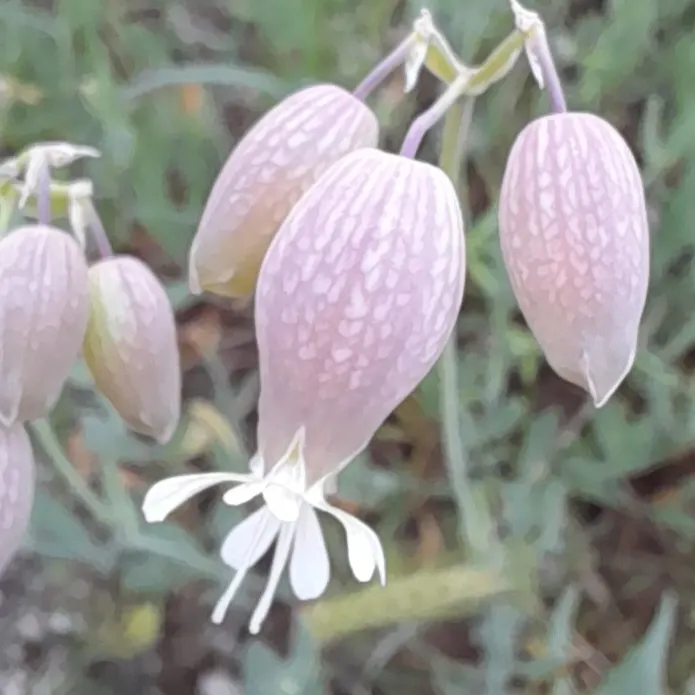 Bladder Campion (Silene Uniflora) — Blooming from late spring to midsummer