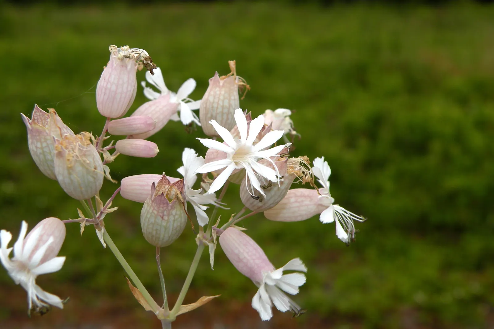 Bladder Campion (Silene Uniflora) — perennial for half or shade