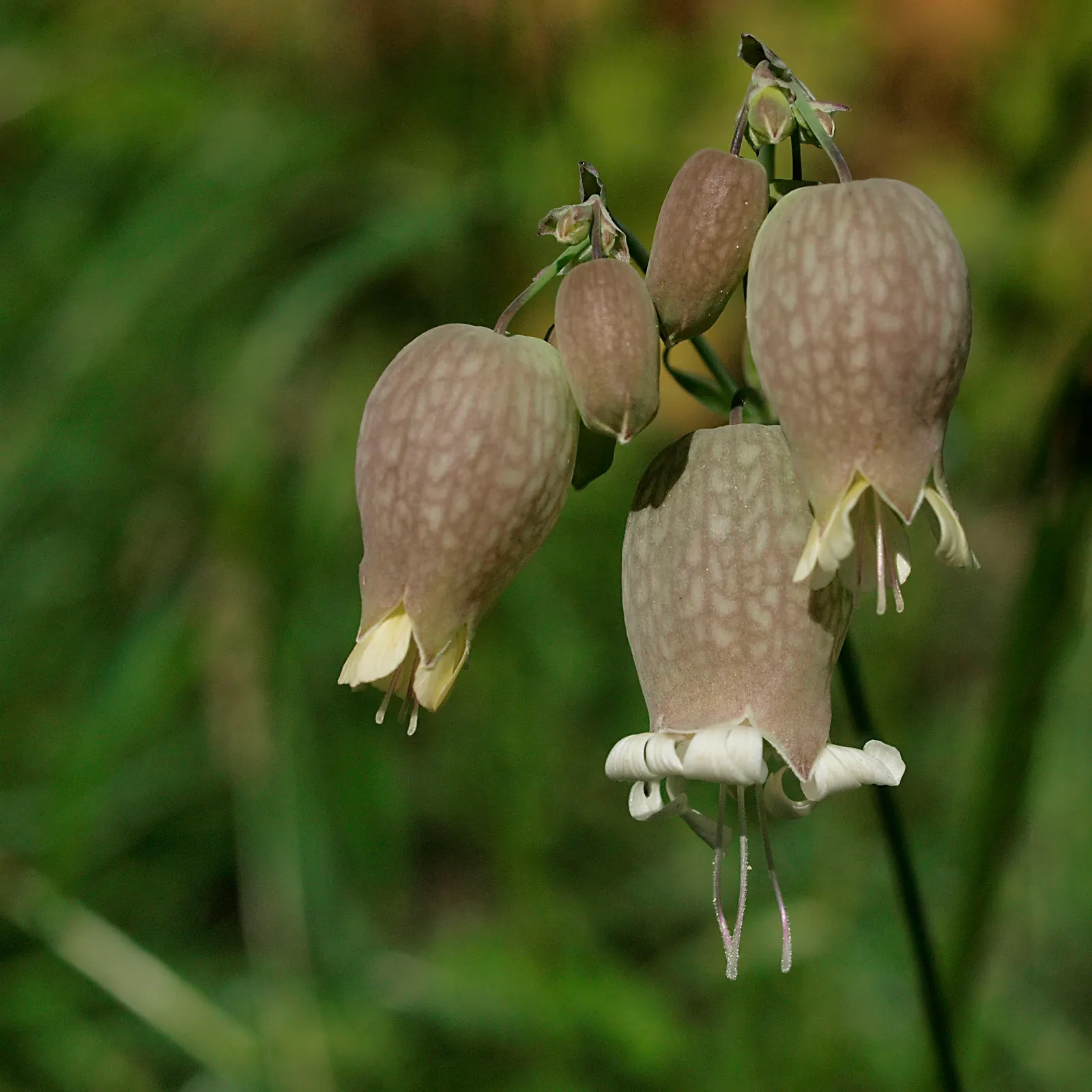 Bladder Campion (Silene Uniflora) — the Bladder Campion is ideal for borders or as a ground cover; this species prefers well-drained soil