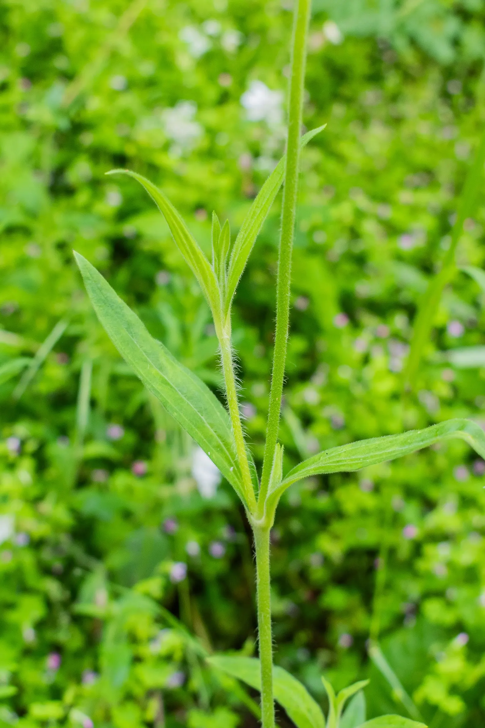 Bladder Campion (Silene Uniflora) — perennial with white blooms; it\'s well-suited for zones 3 through 8 and thrives in full sun to partial shade