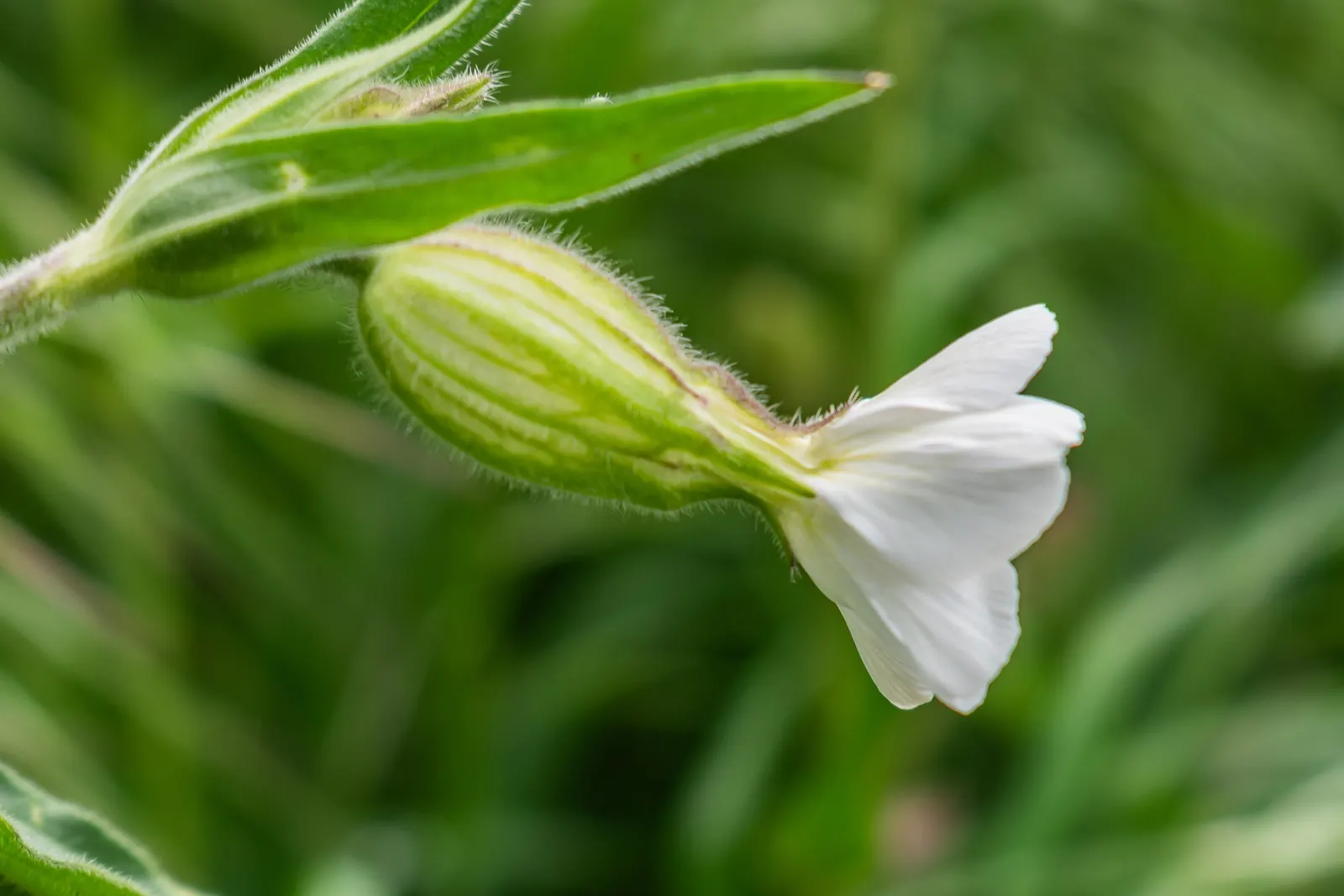 Bladder Campion (Silene Uniflora) — demonstrating adaptability to various garden aspects; airy look and attracting beneficial pollinators, image 183