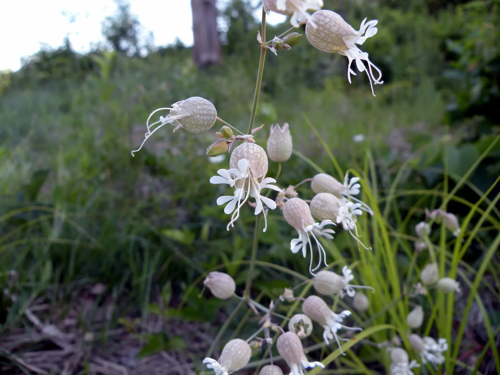 Bladder Campion (Silene Uniflora) — This species prefers well-drained soil; the Bladder Campion is ideal for borders or as a ground cover, image 184
