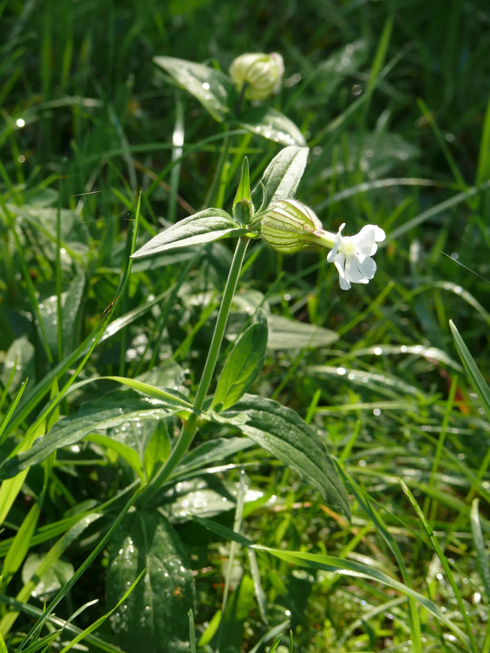 Bladder Campion (Silene Uniflora) — this plant boasts a distinctive inflated calyx; this feature coupled with its light to deep green foliage, image 129