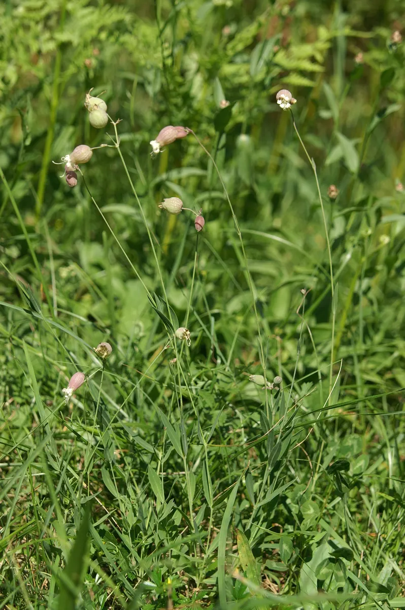Bladder Campion (Silene Uniflora) — perennial for half or shade; offering long-lasting and understated elegance to gardens with its breezy