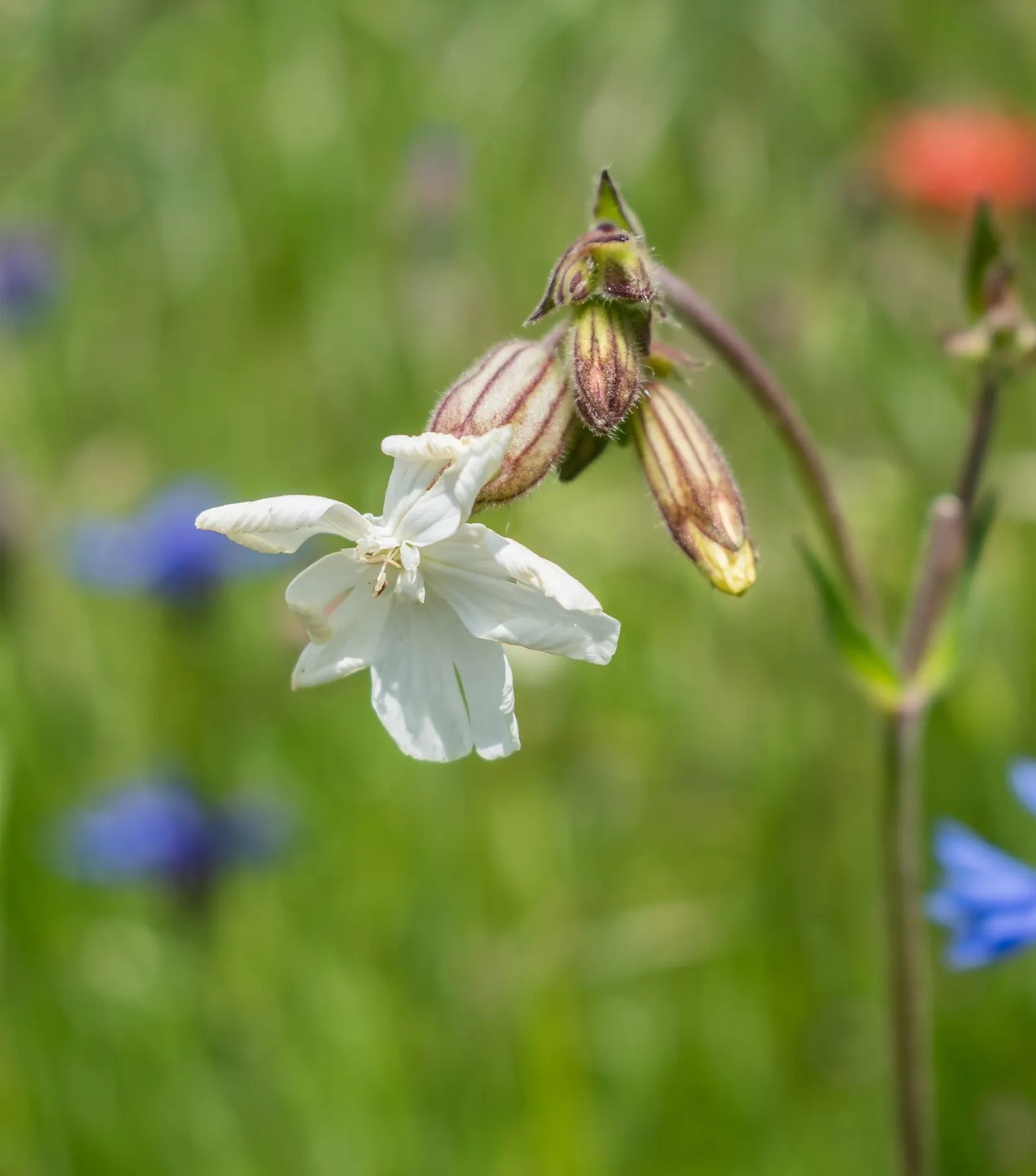 Bladder Campion (Silene Uniflora) — but it is remarkably tolerant of poor soils; the Bladder Campion is a versatile and graceful component of a, image 113