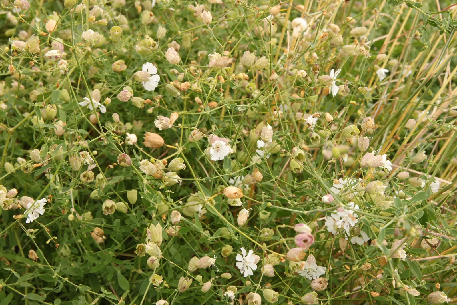 Bladder Campion (Silene Uniflora) — This low-maintenance plant prefers well-draining soil and full sun to part shade; silene uniflora is not, image 171
