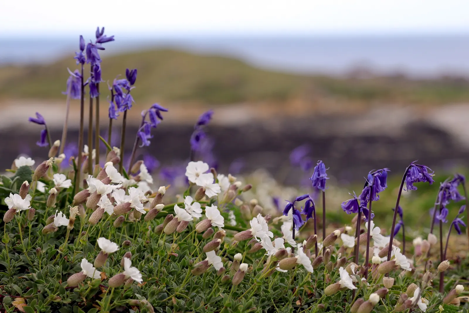 Bladder Campion (Silene Uniflora) — this plant boasts a distinctive inflated calyx; this feature coupled with its light to deep green foliage, image 177