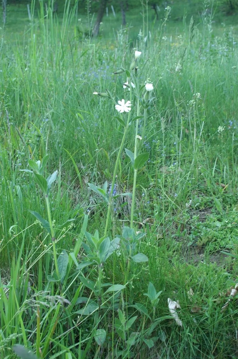 Bladder Campion (Silene Uniflora) — is a charming and robust perennial that adds resilience and grace to a landscape design; white flowers in the, image 55