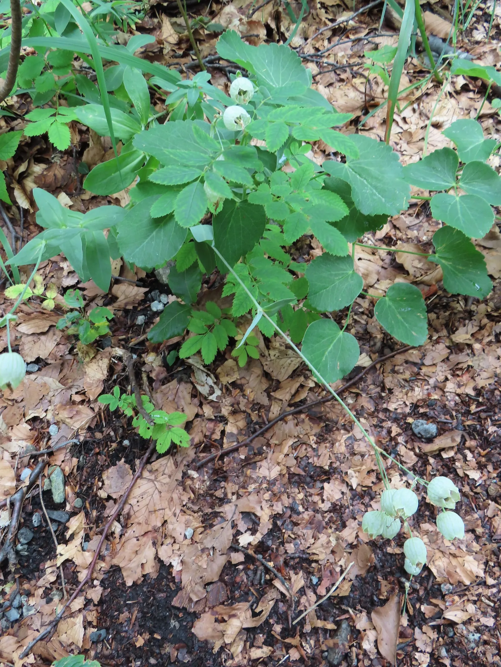 Bladder Campion (Silene Uniflora) — perennial with white blooms; it\'s well-suited for zones 3 through 8 and thrives in full sun to partial shade, image 167