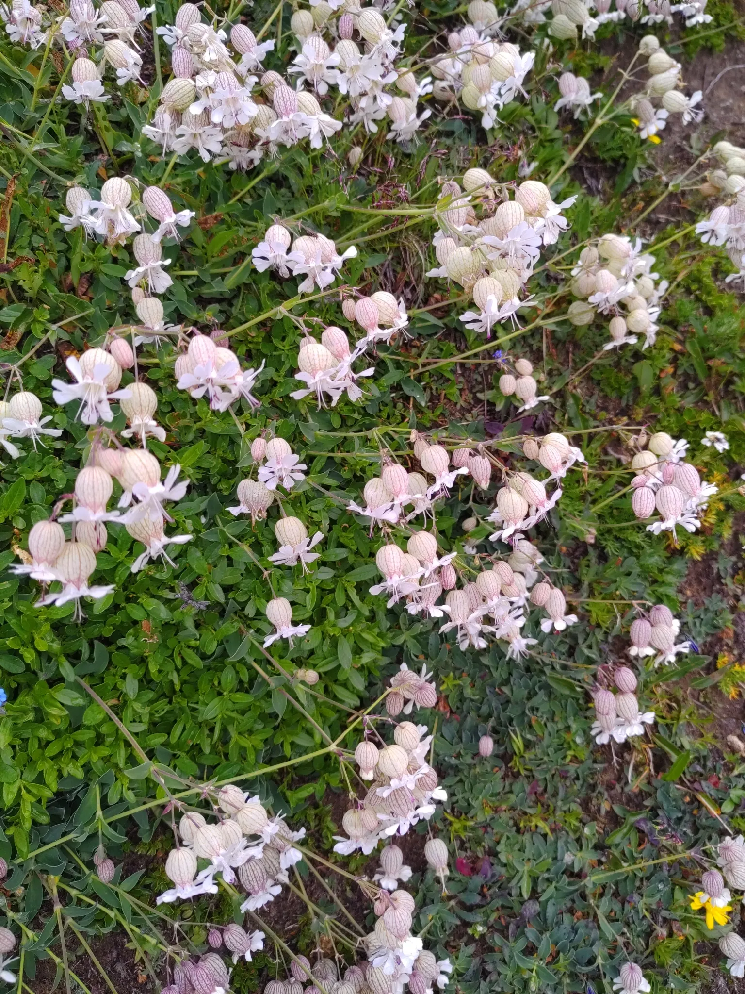 Bladder Campion (Silene Uniflora) — which typically measure around 1 inch across